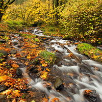 Buy canvas prints of Oregon Autumn Beauty by Mike Dawson