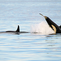 Buy canvas prints of Baby Orca Tag by Mike Dawson