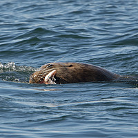 Buy canvas prints of Sea Lion Meal by Mike Dawson