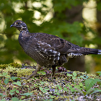 Buy canvas prints of Blue Grouse Hen by Mike Dawson
