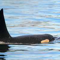 Buy canvas prints of Orca Surfaces by Mike Dawson