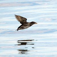 Buy canvas prints of Rhinoceros Auklet Reflection by Mike Dawson