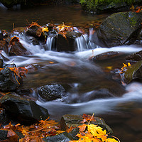 Buy canvas prints of Cascades of Gold by Mike Dawson