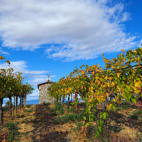 Buy canvas prints of Vineyard Temple by Mike Dawson