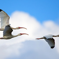 Buy canvas prints of White Ibis Flock by Mike Dawson