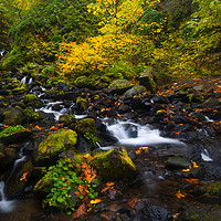 Buy canvas prints of Surrounded by Autumn by Mike Dawson