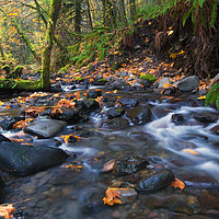 Buy canvas prints of Autumn Canyon by Mike Dawson