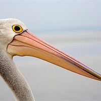 Buy canvas prints of Pelican Profile by Mike Dawson