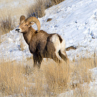 Buy canvas prints of Winter Bighorn by Mike Dawson
