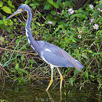 Buy canvas prints of Tricolored Heron Hunting by Mike Dawson