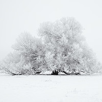 Buy canvas prints of White on White by Mike Dawson