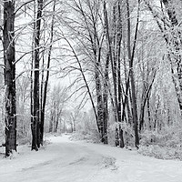 Buy canvas prints of Frozen Road by Mike Dawson