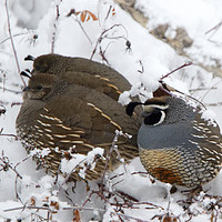 Buy canvas prints of Puffed Winter Quail Family by Mike Dawson