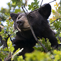 Buy canvas prints of Tree-top Bruin by Mike Dawson