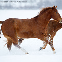 Buy canvas prints of Winter Trot by Mike Dawson