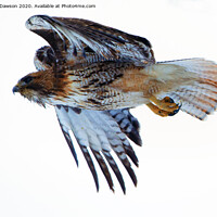 Buy canvas prints of Red-Tailed Hawk Winter Flight by Mike Dawson