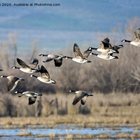 Buy canvas prints of Canada  Geese Flock by Mike Dawson