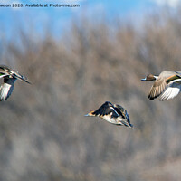 Buy canvas prints of Pintails Take Flight by Mike Dawson