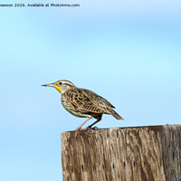 Buy canvas prints of Meadowlark Roost by Mike Dawson