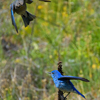 Buy canvas prints of Mountain Bluebird Pair by Mike Dawson