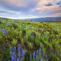 Buy canvas prints of High Desert Spring by Mike Dawson