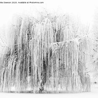 Buy canvas prints of Frozen Willow by Mike Dawson