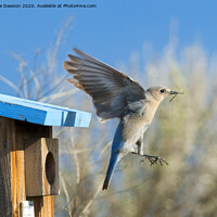 Buy canvas prints of Nest Builder by Mike Dawson