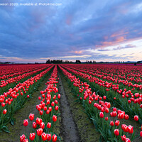 Buy canvas prints of Red Sky over Tulips by Mike Dawson