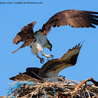 Buy canvas prints of Osprey Mating Dance by Mike Dawson