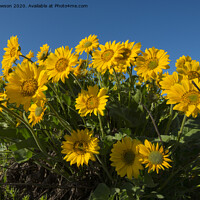 Buy canvas prints of Balsamroot by Mike Dawson