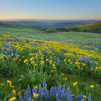 Buy canvas prints of Columbia Hills Wildflower Dawn by Mike Dawson