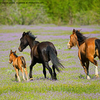 Buy canvas prints of Spring Gallop by Mike Dawson