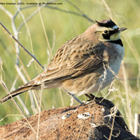 Buy canvas prints of Horned Lark by Mike Dawson