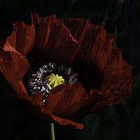 Buy canvas prints of Cultivated red poppy by Charlie Gray LRPS
