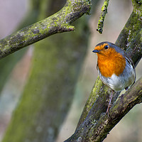 Buy canvas prints of Robin by Charlie Gray LRPS