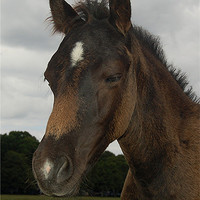 Buy canvas prints of New Forest Pony by Matt Curties