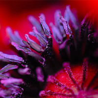 Buy canvas prints of Purple Pollen by Claire Gardner