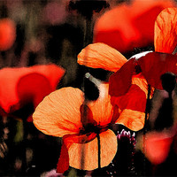 Buy canvas prints of Red Poppy 2 by Claire Gardner