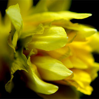 Buy canvas prints of daffodil by rachael hardie