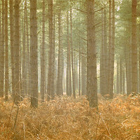 Buy canvas prints of forest by rachael hardie