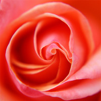 Buy canvas prints of rose by rachael hardie
