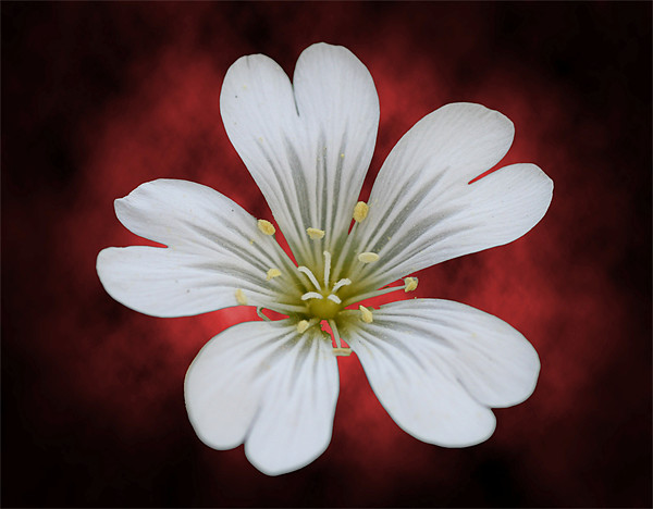 The flower 1 Framed Print by Andreas Hartmann
