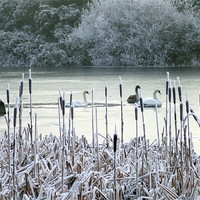 Buy canvas prints of Winter swans on frozen lake by Dave Wyllie