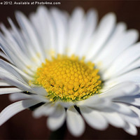 Buy canvas prints of Daisy 2 by Julie Coe