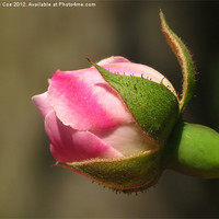 Buy canvas prints of White Rose Bud by Julie Coe