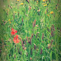 Buy canvas prints of Poppies and Grass by Julie Coe