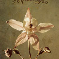 Buy canvas prints of Aquilegia too. by Julie Coe