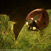Buy canvas prints of Just A Ladybird by Julie Coe