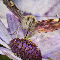 Buy canvas prints of Painted Lady by Julie Coe