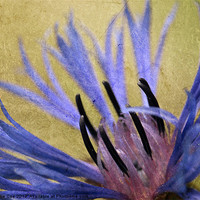 Buy canvas prints of Cornflower Text by Julie Coe
